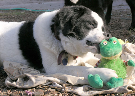 Gilda and her frog  08_gilda_091805